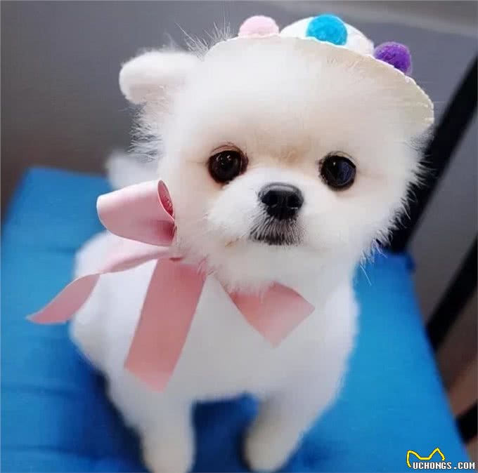 狗狗缺钙会有什么表现?人的钙片狗能吃吗?