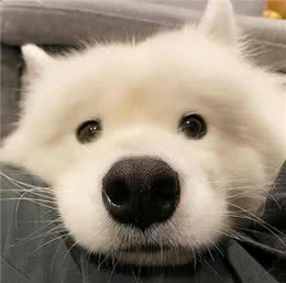 狗狗缺钙会有什么表现?人的钙片狗能吃吗?