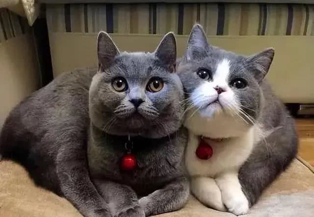 在中国，这8个品种的猫咪最受欢迎!你家猫咪在其中吗?