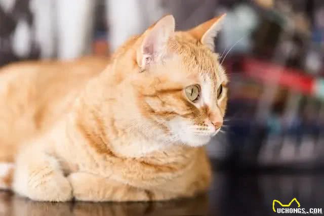 在中国，这8个品种的猫咪最受欢迎!你家猫咪在其中吗?