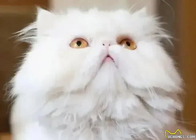 在中国，这8个品种的猫咪最受欢迎!你家猫咪在其中吗?