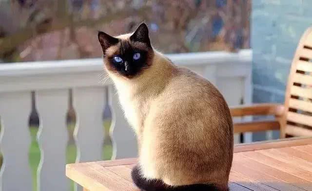 在中国，这8个品种的猫咪最受欢迎!你家猫咪在其中吗?