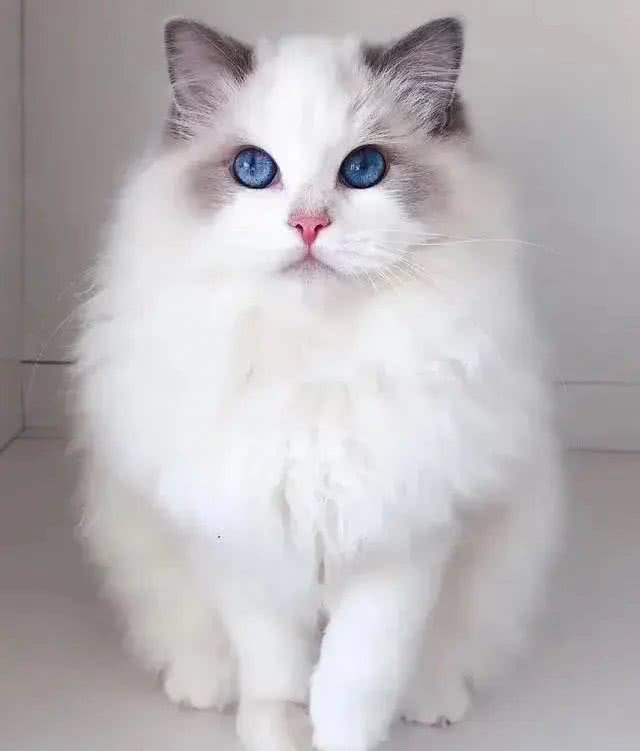 在中国，这8个品种的猫咪最受欢迎!你家猫咪在其中吗?
