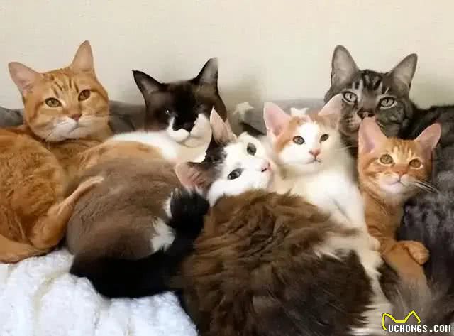 在中国，这8个品种的猫咪最受欢迎!你家猫咪在其中吗?