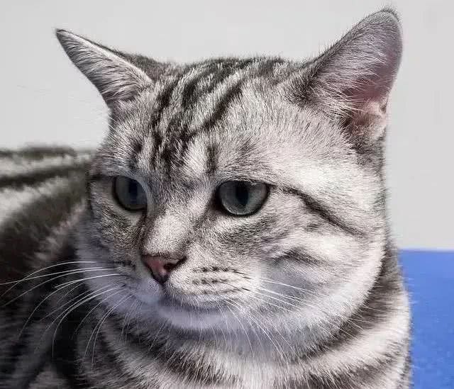 在中国，这8个品种的猫咪最受欢迎!你家猫咪在其中吗?