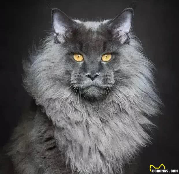 在中国，这8个品种的猫咪最受欢迎!你家猫咪在其中吗?