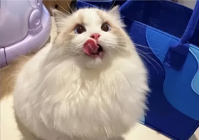 在中国，这8个品种的猫咪最受欢迎!你家猫咪在其中吗?