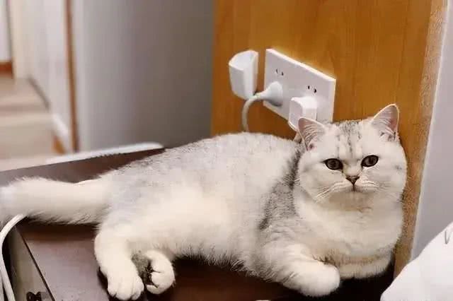 在中国，这8个品种的猫咪最受欢迎!你家猫咪在其中吗?