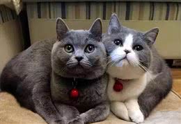 在中国，这8个品种的猫咪最受欢迎!你家猫咪在其中吗?