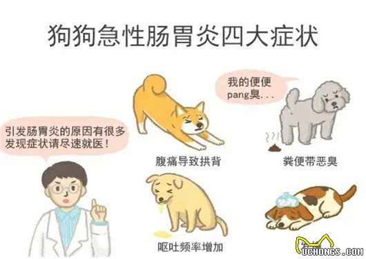 关于狗狗肠炎的事