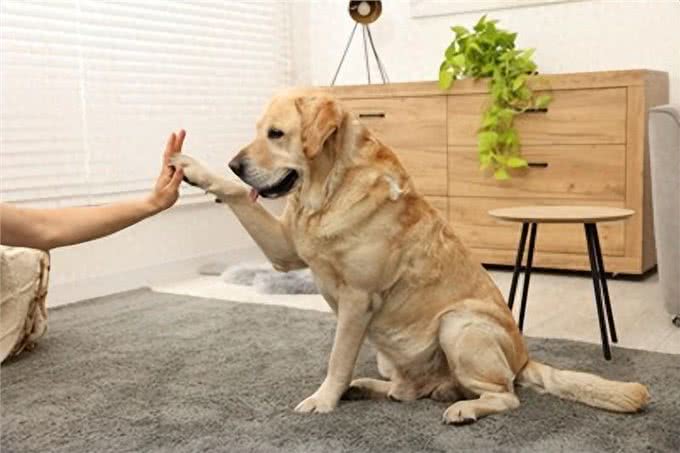 狗狗的技巧训练，让你与爱犬更亲密!