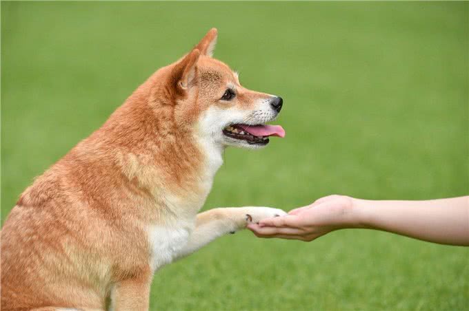 狗狗的技巧训练，让你与爱犬更亲密!