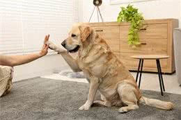 狗狗的技巧训练，让你与爱犬更亲密!