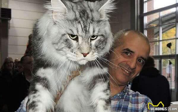 猫咪鉴赏陪伴在我们身边的小精灵—缅因库恩猫