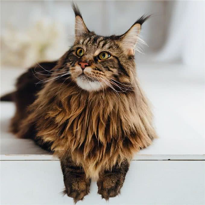 猫咪鉴赏陪伴在我们身边的小精灵—缅因库恩猫