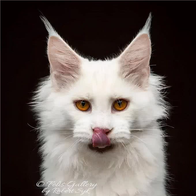猫咪鉴赏陪伴在我们身边的小精灵—缅因库恩猫