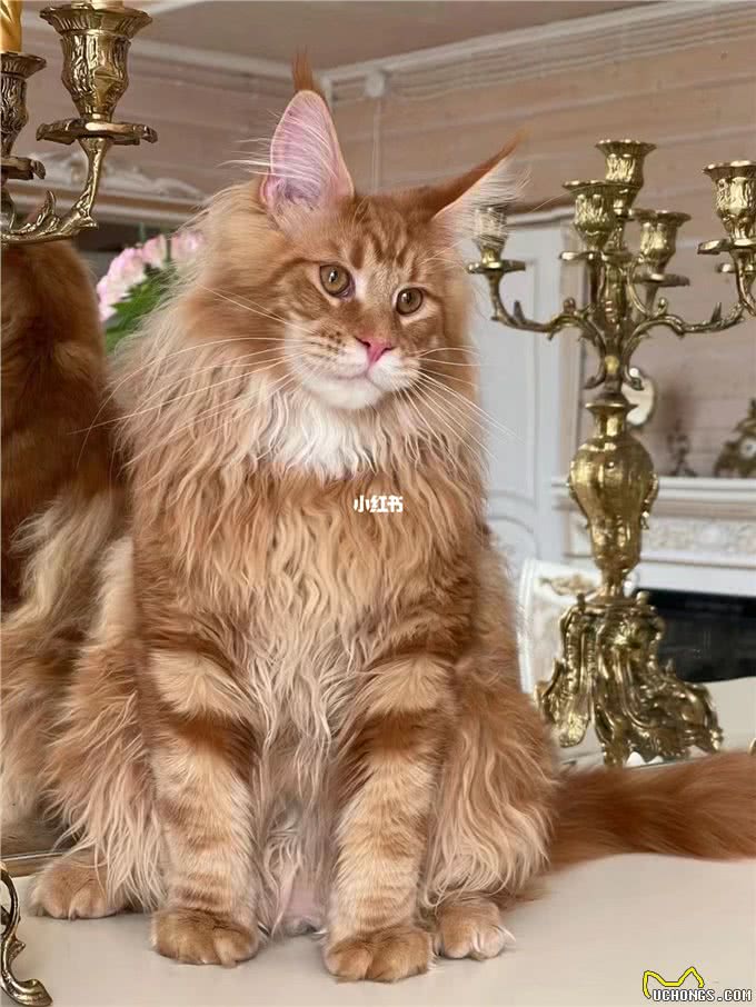 猫咪鉴赏陪伴在我们身边的小精灵—缅因库恩猫