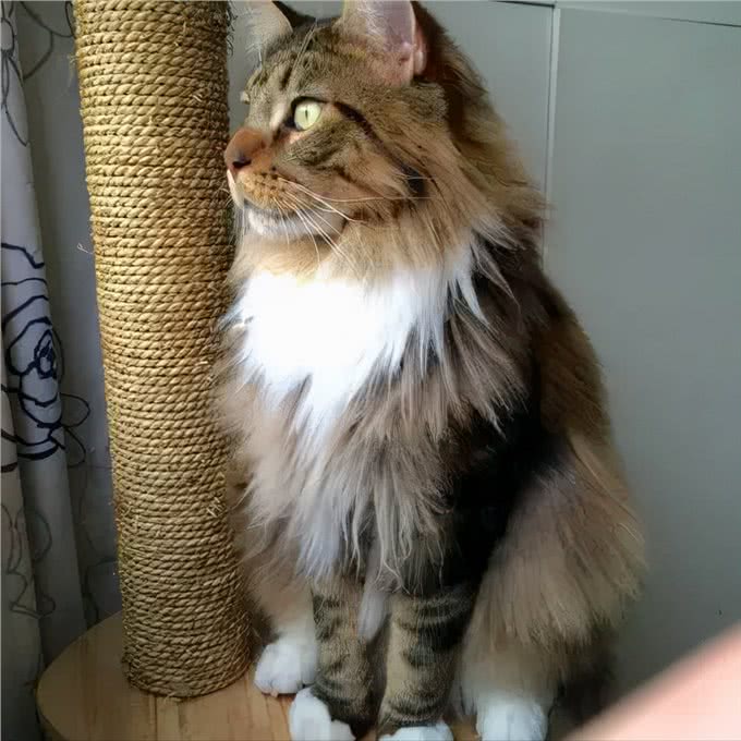 猫咪鉴赏陪伴在我们身边的小精灵—缅因库恩猫