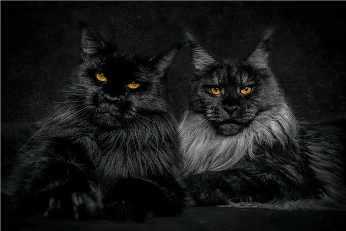 猫咪鉴赏陪伴在我们身边的小精灵—缅因库恩猫
