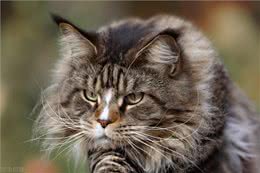 猫咪鉴赏陪伴在我们身边的小精灵—缅因库恩猫