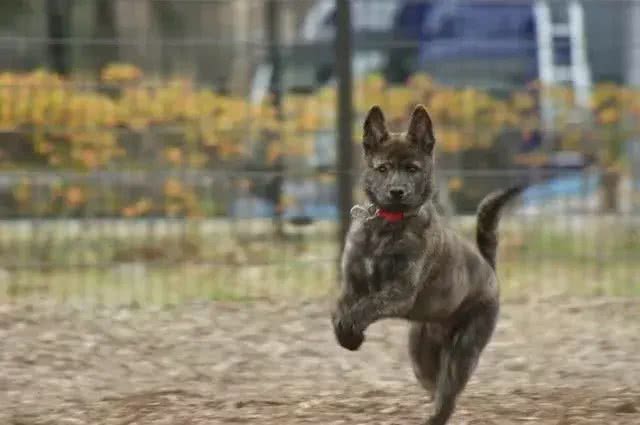 除了柴犬和秋田，日本就没别的狗了?