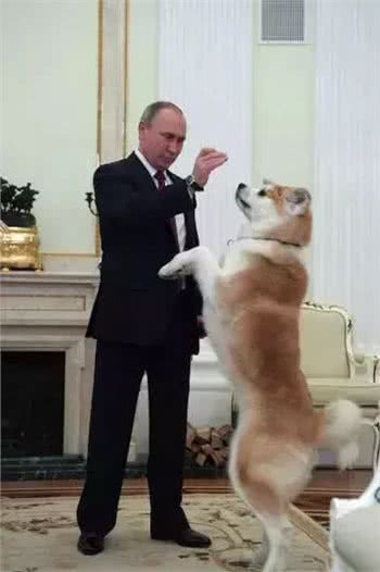 除了柴犬和秋田，日本就没别的狗了?