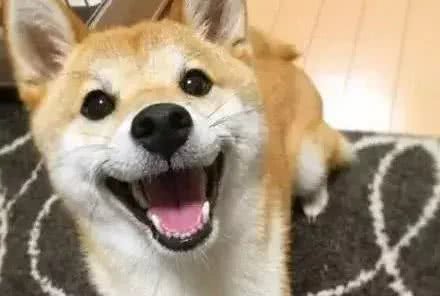 除了柴犬和秋田，日本就没别的狗了?