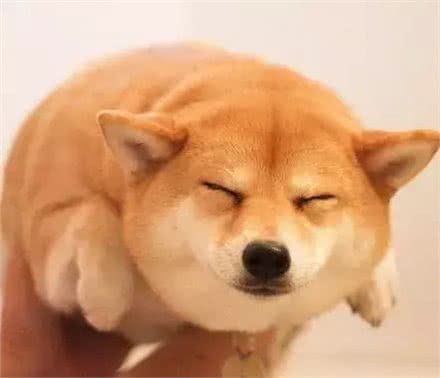 除了柴犬和秋田，日本就没别的狗了?
