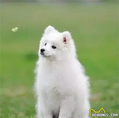 除了柴犬和秋田，日本就没别的狗了?
