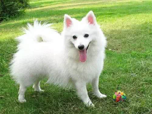 除了柴犬和秋田，日本就没别的狗了?