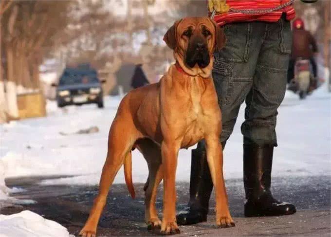 除了柴犬和秋田，日本就没别的狗了?