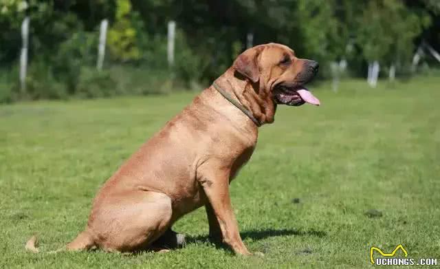 除了柴犬和秋田，日本就没别的狗了?