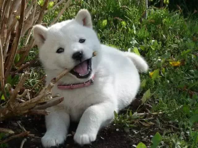 除了柴犬和秋田，日本就没别的狗了?