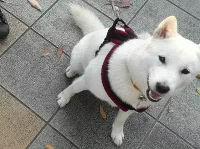 除了柴犬和秋田，日本就没别的狗了?