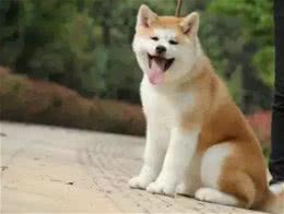 除了柴犬和秋田，日本就没别的狗了?