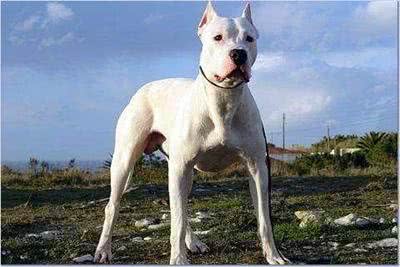 盘点10种超帅气的獒犬!哪种是你心目中的獒犬之王?