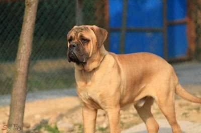 盘点10种超帅气的獒犬!哪种是你心目中的獒犬之王?