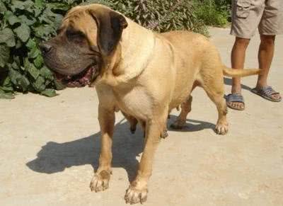 盘点10种超帅气的獒犬!哪种是你心目中的獒犬之王?