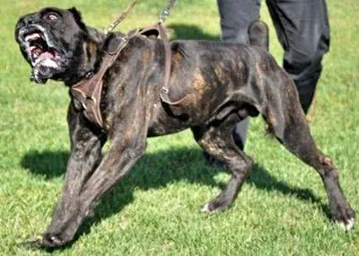 盘点10种超帅气的獒犬!哪种是你心目中的獒犬之王?