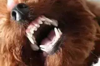 解决狗狗嘴巴臭这个问题只需八步你确定不来看看?