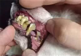 解决狗狗嘴巴臭这个问题只需八步你确定不来看看?