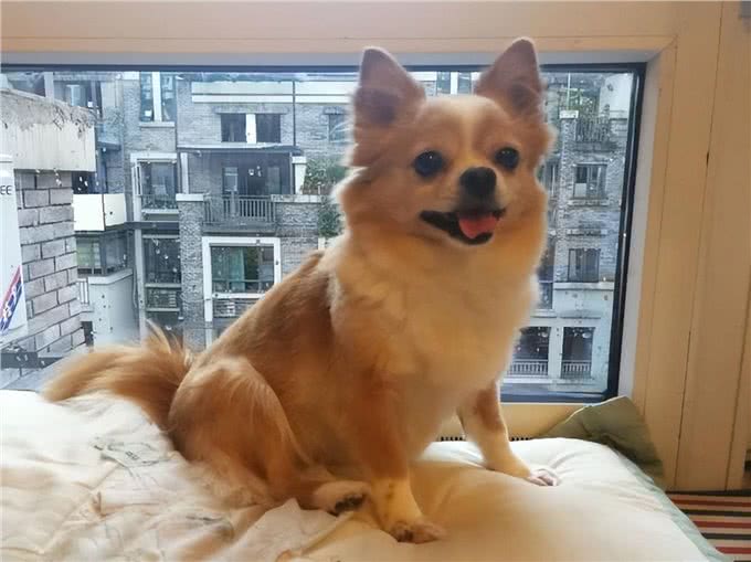 弃养率最高的4种狗，很多人都接受不了