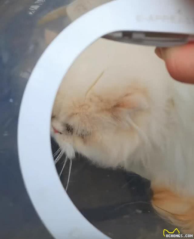 地铁口放着一只猫咪，看清长相后好奇:名贵加菲猫也有人丢?