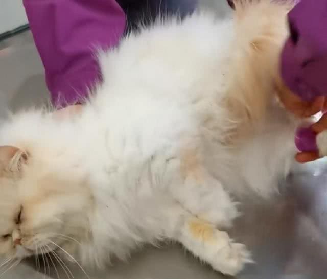 地铁口放着一只猫咪，看清长相后好奇:名贵加菲猫也有人丢?