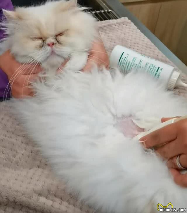 地铁口放着一只猫咪，看清长相后好奇:名贵加菲猫也有人丢?