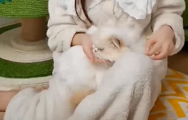 地铁口放着一只猫咪，看清长相后好奇:名贵加菲猫也有人丢?