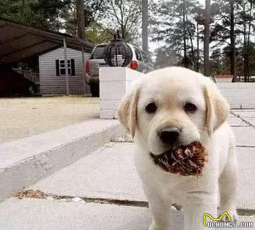 汪星球里的全能王—拉布拉多寻回犬
