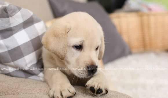 汪星球里的全能王—拉布拉多寻回犬