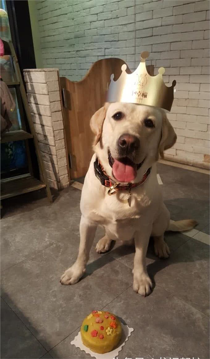 汪星球里的全能王—拉布拉多寻回犬