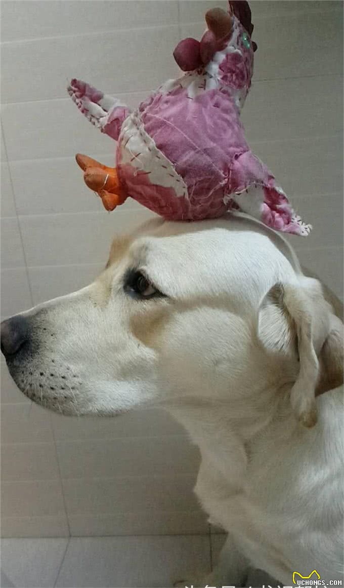 汪星球里的全能王—拉布拉多寻回犬
